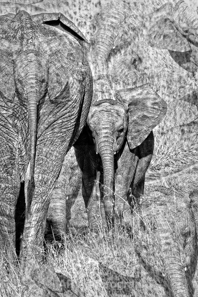 Disappearing African Elephants - The Photographic Angle - Wildlife Exhibition