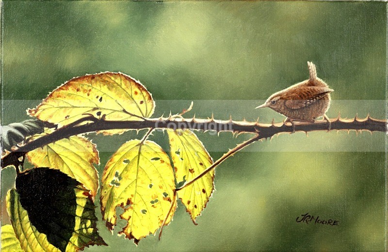 - Birds