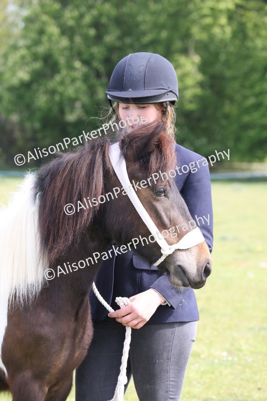 20260426-3199 - Class 26 - Shetland Ponies and Minitures