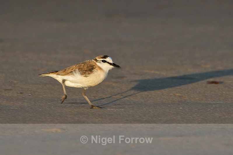 White-fronted Plover scuttling rapidly across the beach - White-fronted Plover