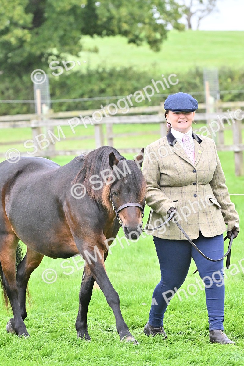 SBM_60902 - S48 - Mountain & Moorland In Hand Small Breeds