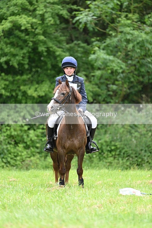 WJ7_3857 - Class 14A Handsome Gelding