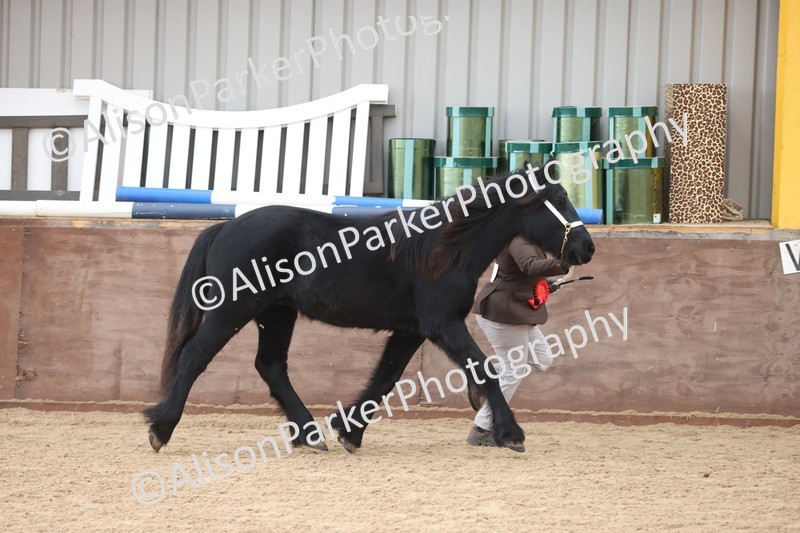 20251109-0870 - Class 25 - Yearling, Colt, Filly or Gelding