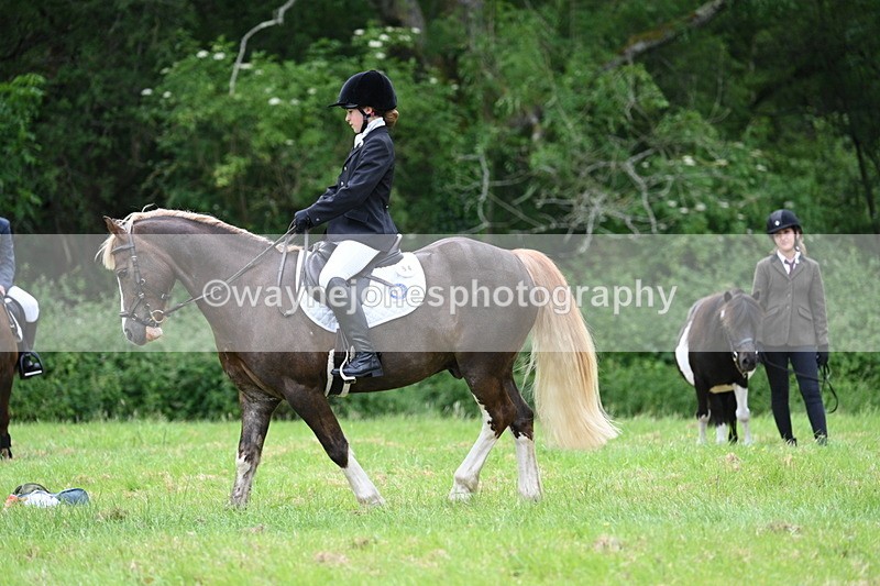 WJ7_4174 - Class 14A Handsome Gelding
