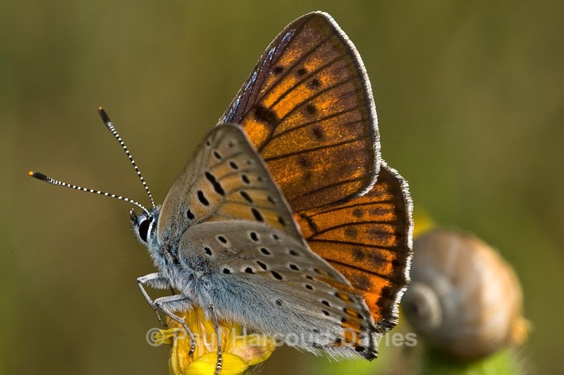  - Bugs: Butterflies