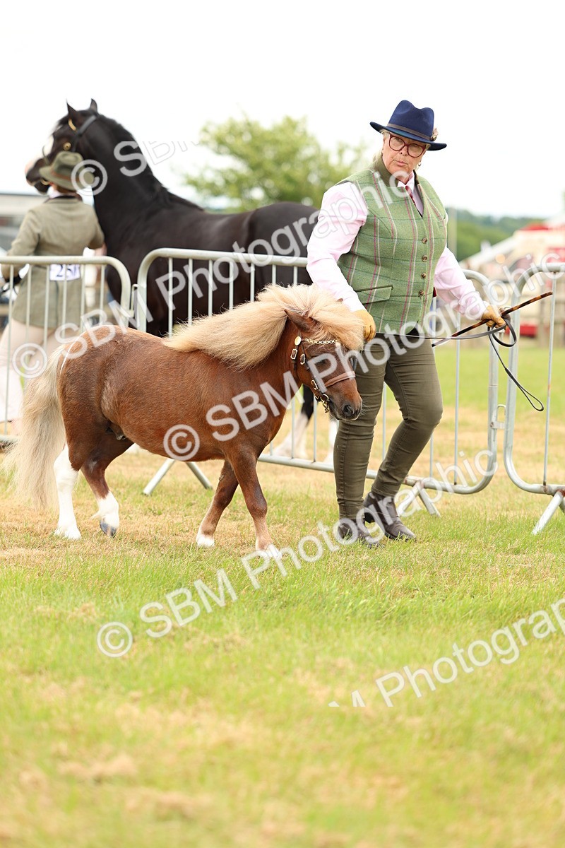 SBM_04423 - Class 64-67 - Shetland Pony In Hand