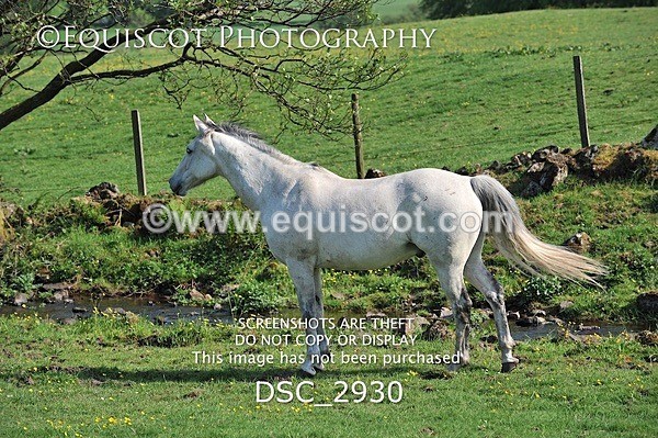 DSC_2930 - ARCHIVE REQUEST - Quincy and Guinness