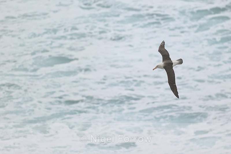 Black-Browed Albatross flying over raging surf, Saunders Island - Black-browed Albatross