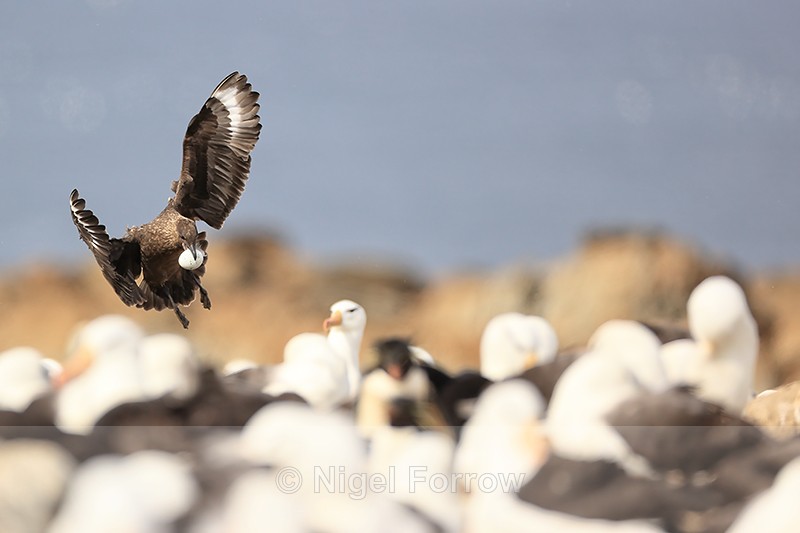 Brown Skua landing with egg in Black-browed Albatross colony - Falkland (Brown) Skua