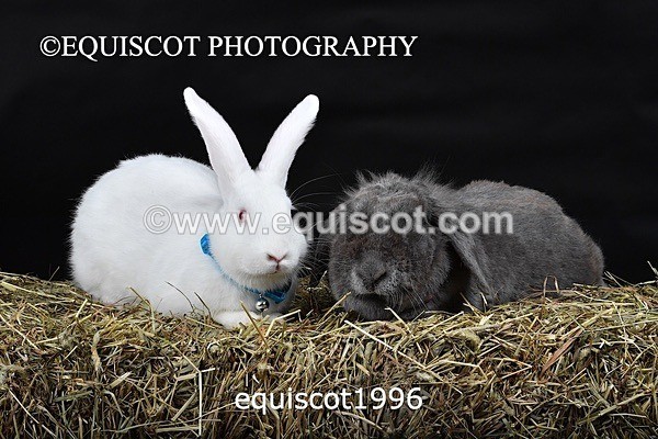 equiscot1996 - GIZMO & OSCAR