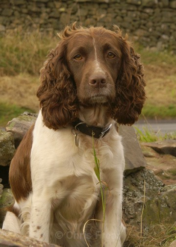2 - Dogs