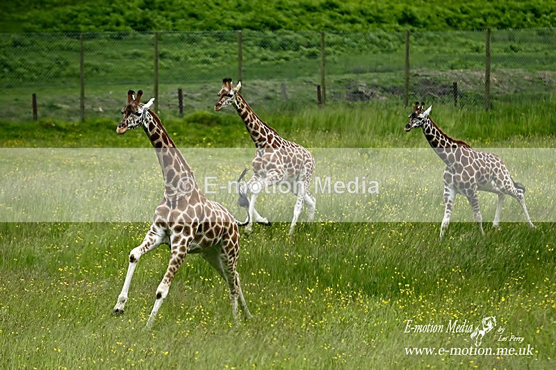 Longleat 150614 8a - Nature
