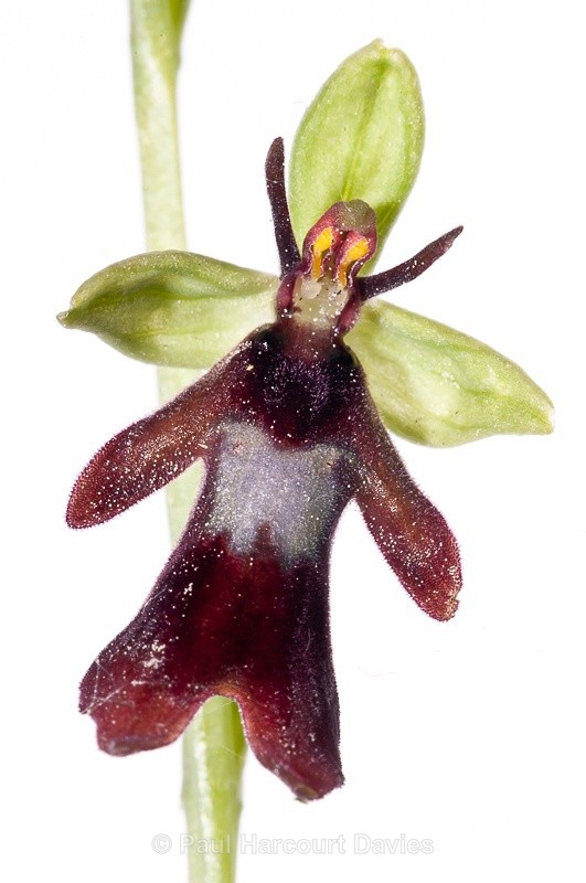  - WB: Orchids - Ophrys