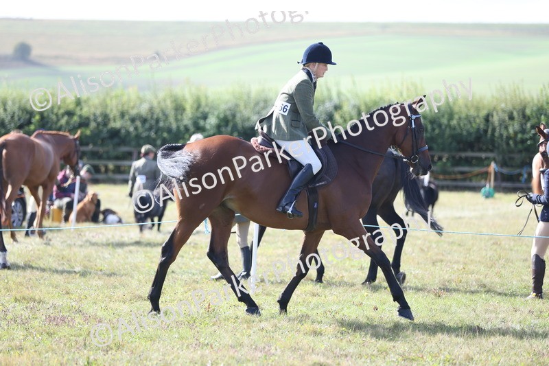 20250831-0839 - Class 14 - Ex Racehorse