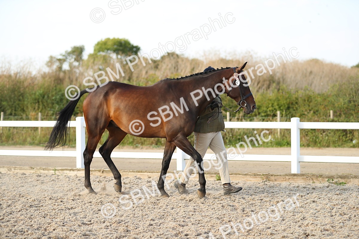 SBM_08723 - Class 28 - IH Veteran Horse