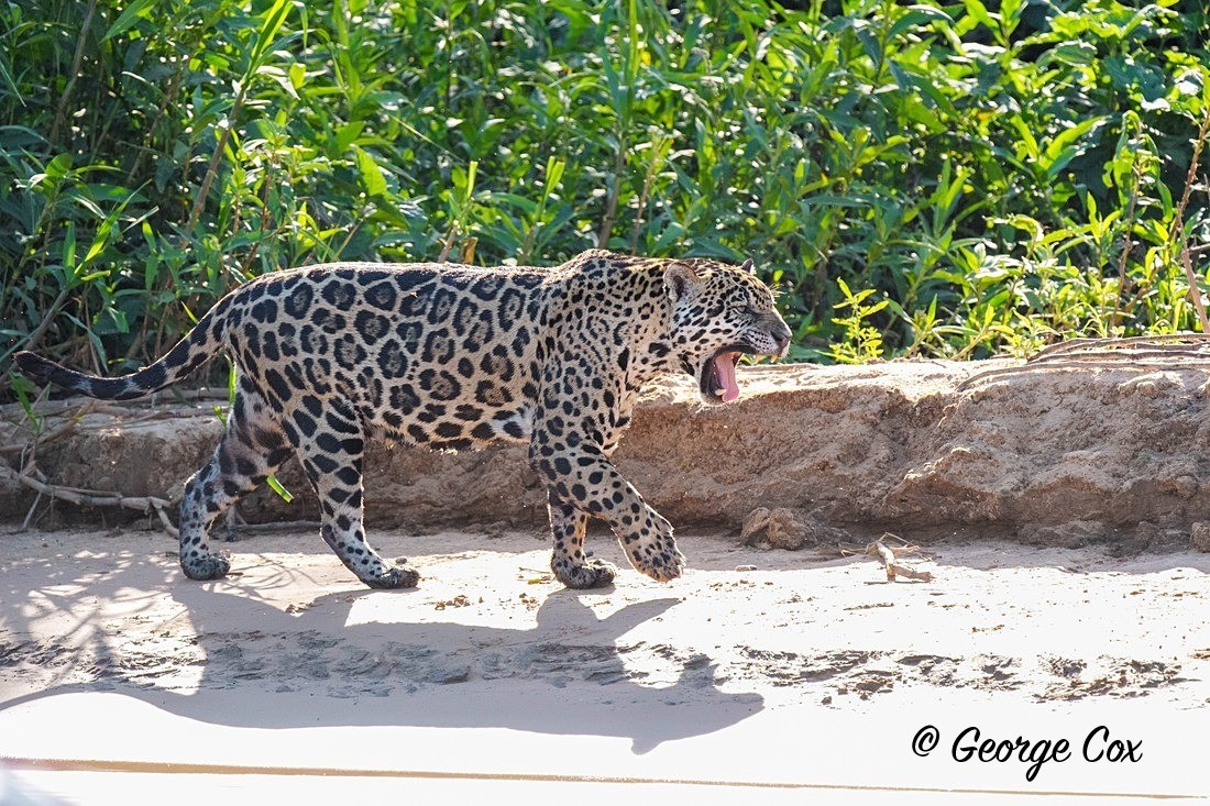 jaguar 3 - Brazil