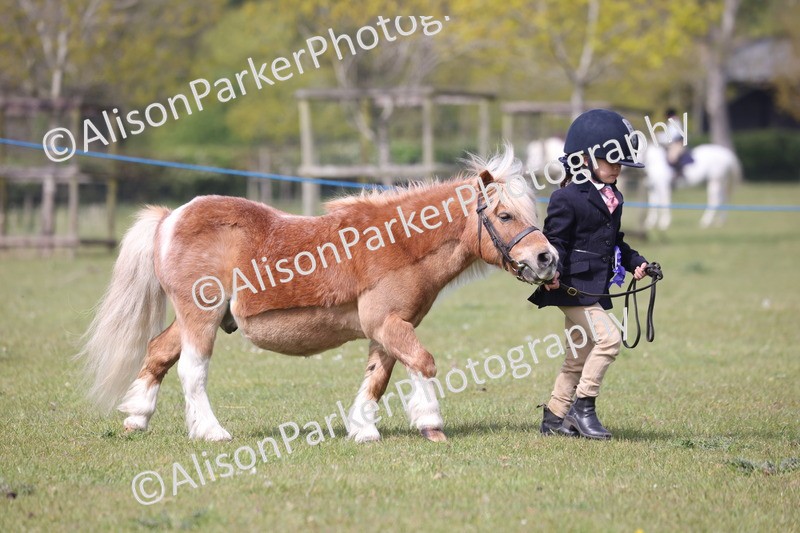 20260426-3124 - Class 26 - Shetland Ponies and Minitures