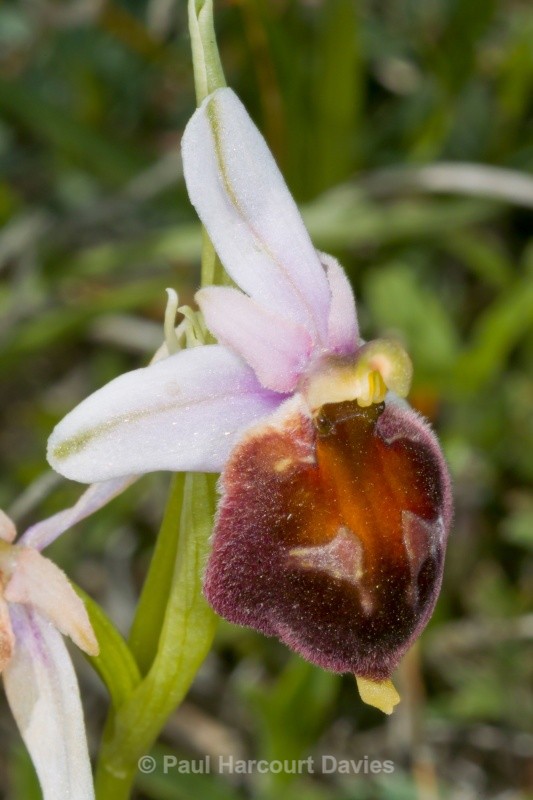 Shield Ophrys (Ophrys biscutella) - Orchids - Ophrys