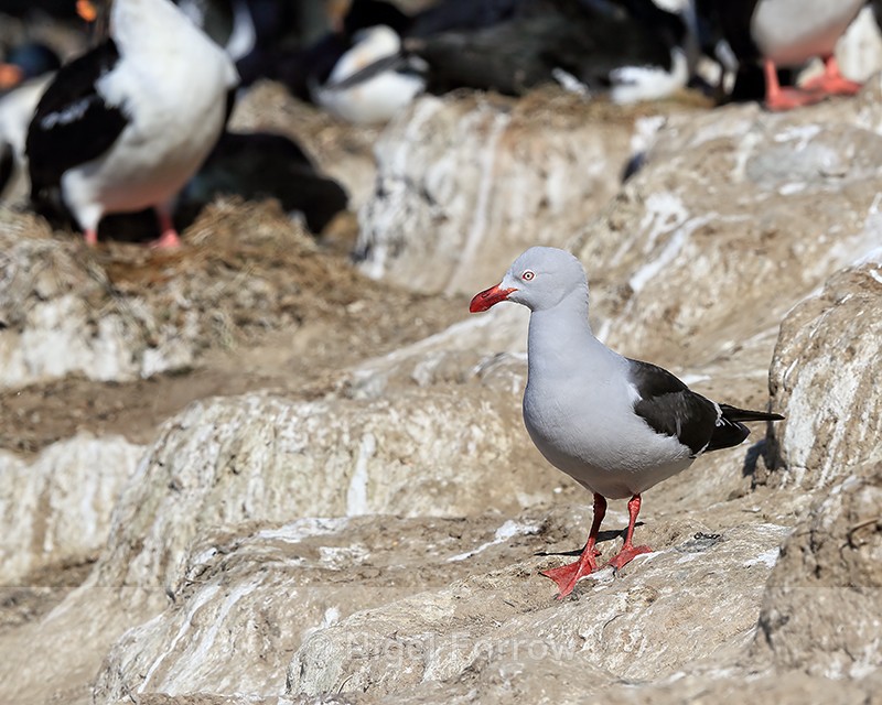 Dolphin Gull near Imperial Shag colony, Carcass Island, Falklands - Dolphin Gull