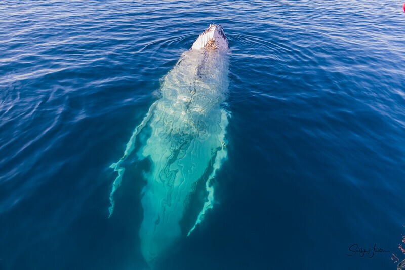 Just Hanging 7_16A8316 - Humpback Whales
