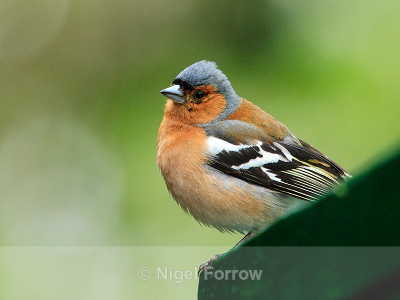 Chaffinch (male) at Dunvegan Castle - Common Chaffinch
