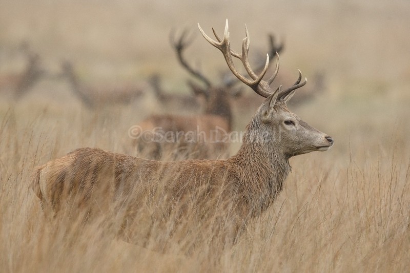 RD05 - Deer for Graham