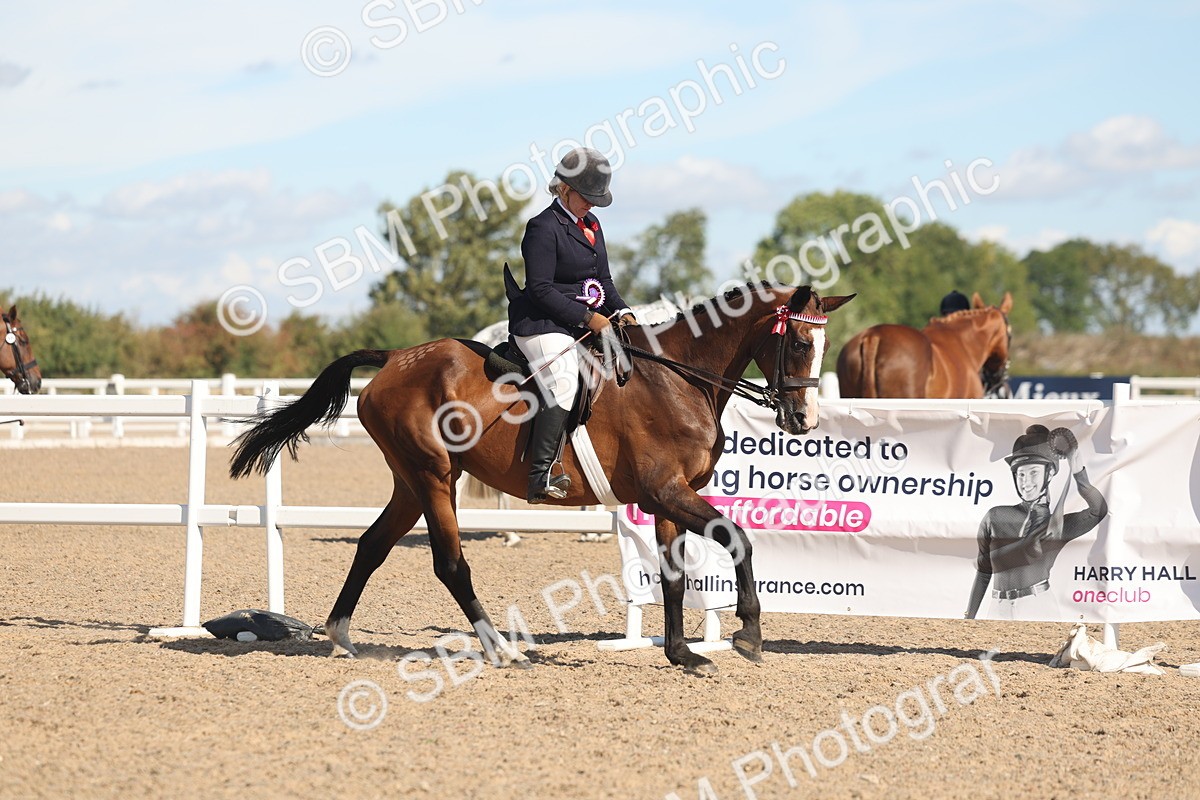 SBM_13155 - Class 305 - Ridden Foreign Breed Pure Bred