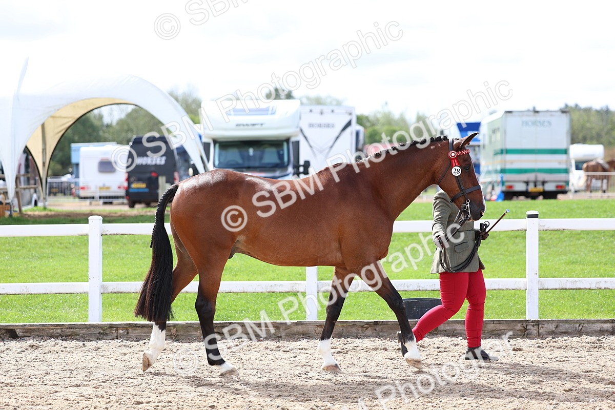 SBM_01901 - Class 18 - Handsomest Gelding - IH or Ridden