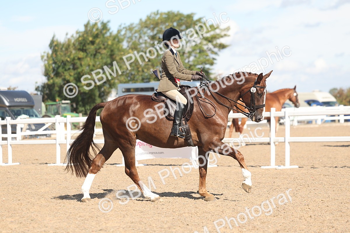 SBM_13140 - Class 305 - Ridden Foreign Breed Pure Bred