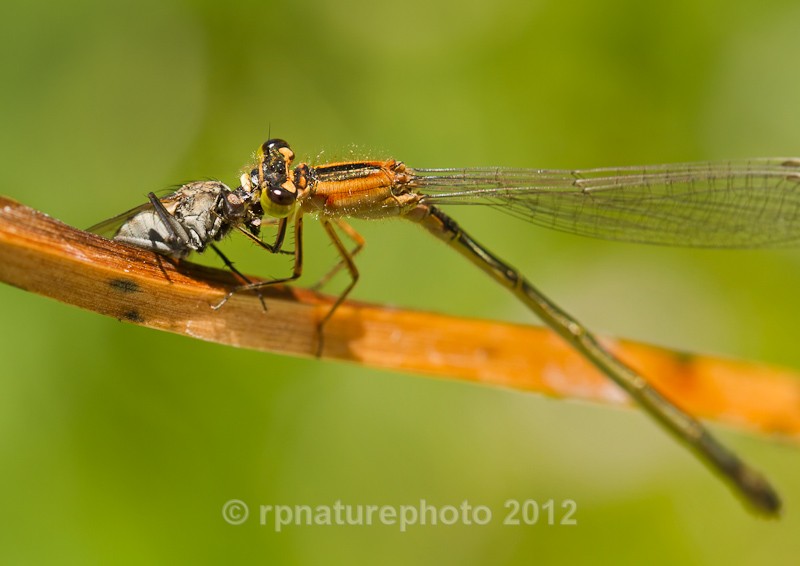 Blue-tailed damselfly - Ischnura elegans RPNP0108 - Insects & Spiders