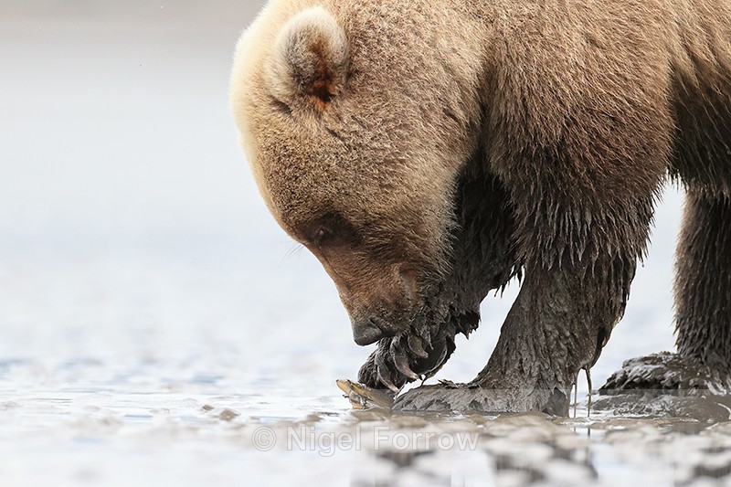 Grizzly Bear gently breaking open clam with claw, Alaska - Brown Bear