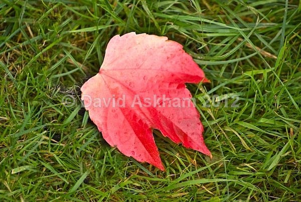 Lone leaf - Autumn