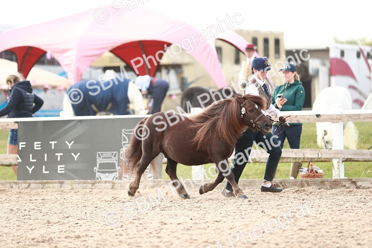 SBM_11773 - Class 206 IH Non Show Type Pony