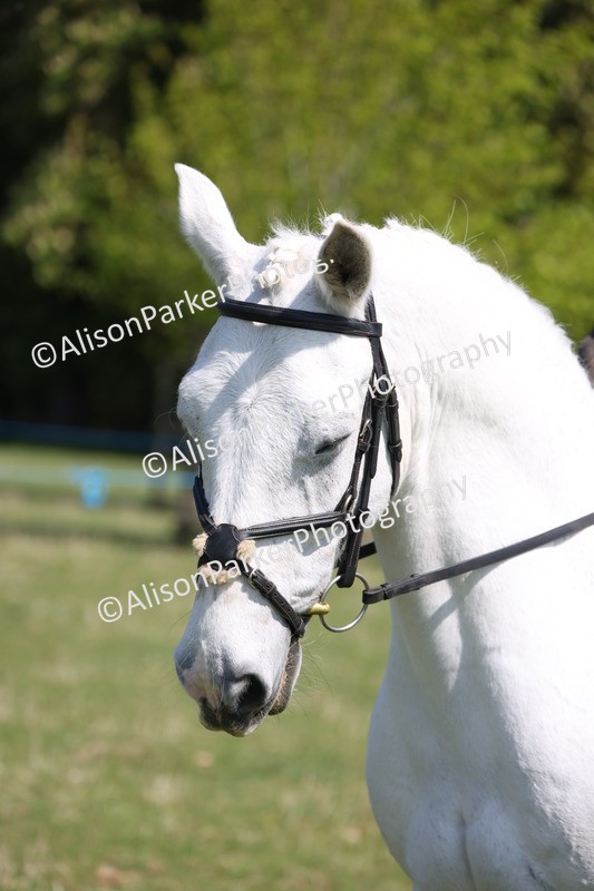 20250427-3246 - Class 33 - Best Pony 14.2hh and Under