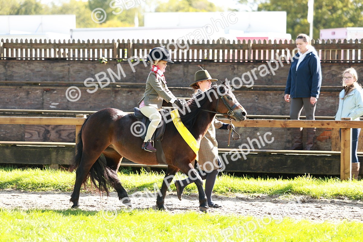 SBM_42124 - S32 - Mountain & Moorland Working Hunter Pony