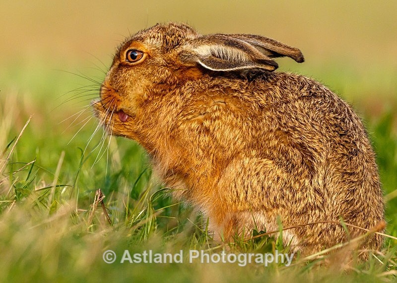 Astland Photography, Bird and Wildlife Images, Susan and Peter Wilson, U.K.