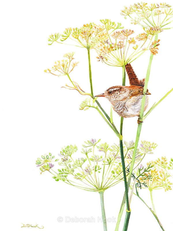 Wren in fennel - Birds