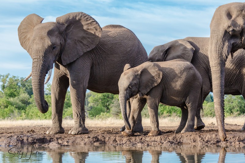 Elephant Baby 14