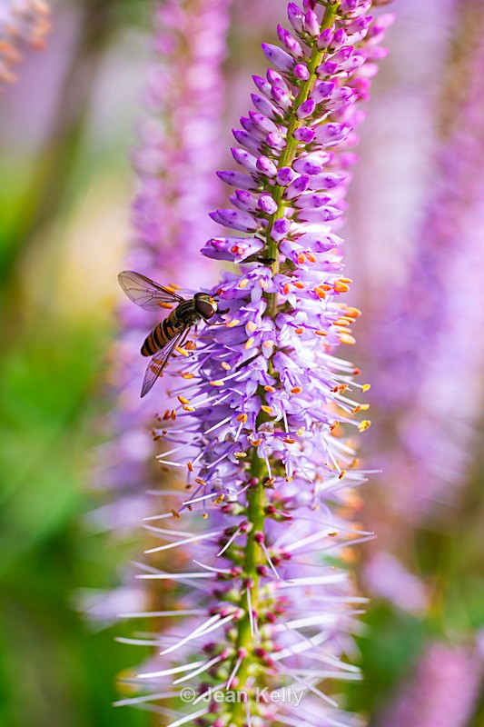 Hoverfly  on a Spiked Speedwell - DSC_9145 - Insects