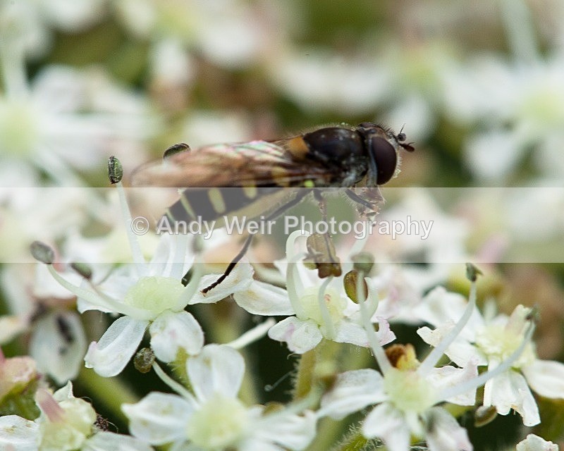 20110820-IMG_6311 - Insects