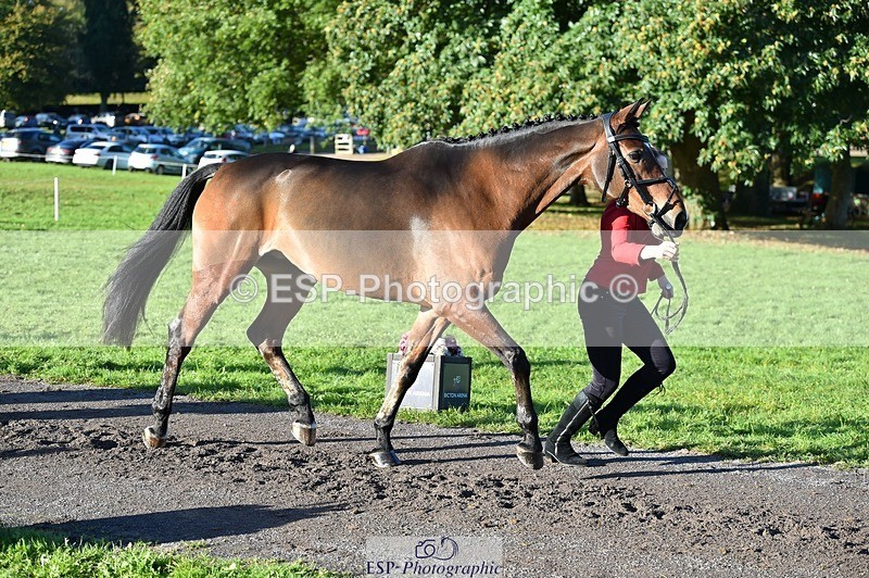 231022-095256-22088 - 507-EDGEDALE.BLUE.LADY-Katie.Lavin-TrotUp+SJ