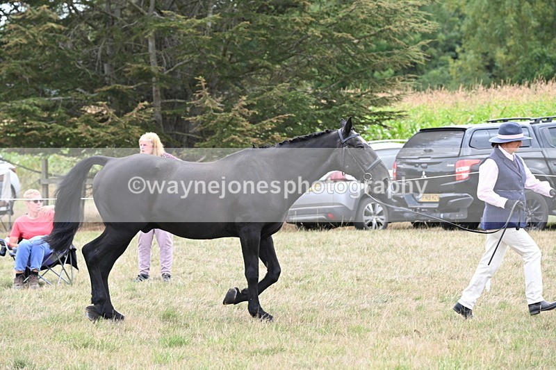 WJ6_6116 - Class 19 In-hand Veterans (Uploaded correct folder)