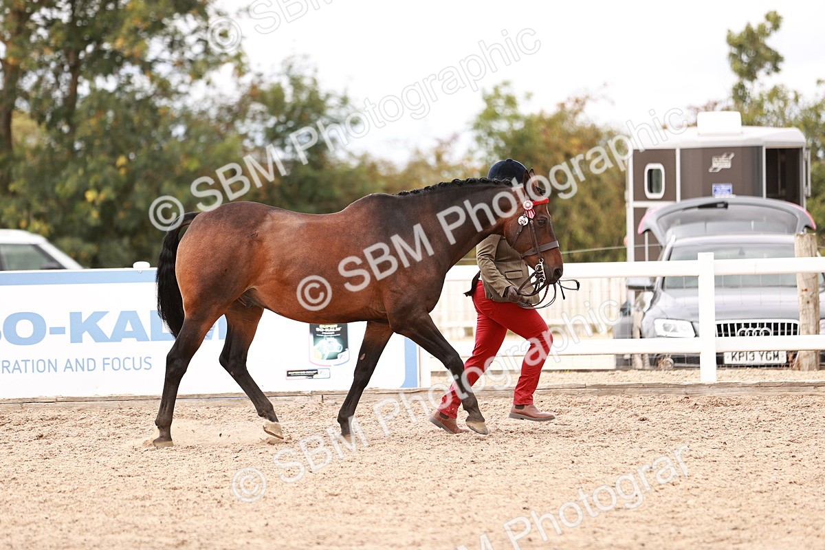 SBM_16269 - Class 413 - Best Condition - Adult