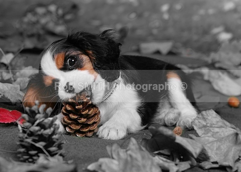 photo chien RSMITH - Animaux