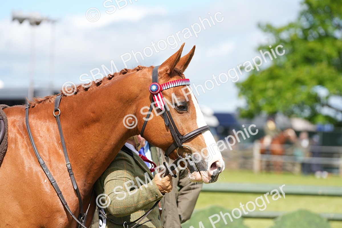SBM_12938 - Class 99 - RIHS SEIB Working Show Horse