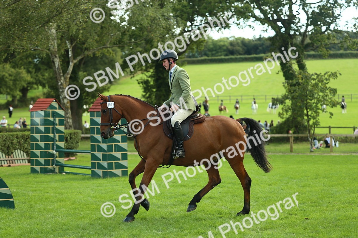 SBM_50743 - S33 - Working Hunter & Working Show Horse