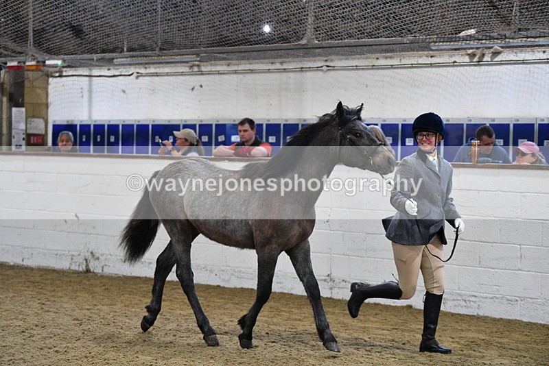 WJ5_3407 - Class 1 Youngstock