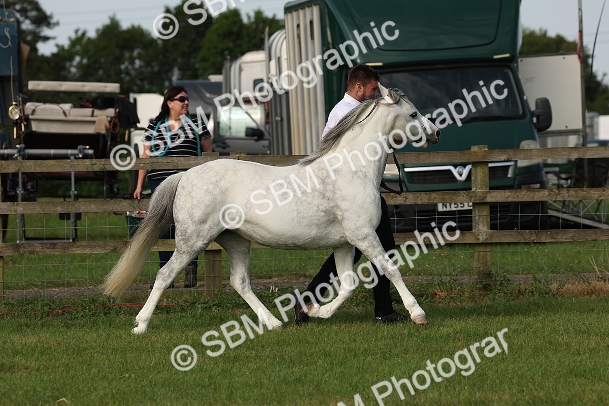 SBM_00608 - Class 6-13 - Mountatin and Moorland In Hand Welsh Breeds