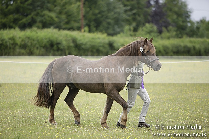 BVR160717-1108 - In Hand Championship 16/07/17