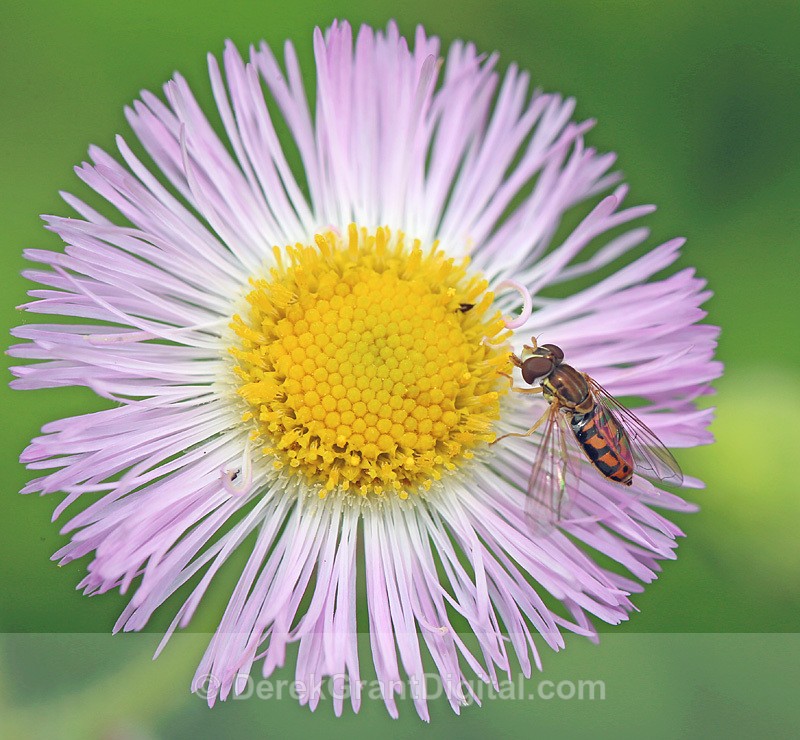 Toxomerus marginatus - Bees, Beetles, Bugs